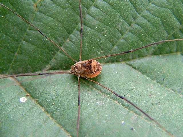 Leiobunum blackwalli Harvestman Spider Images