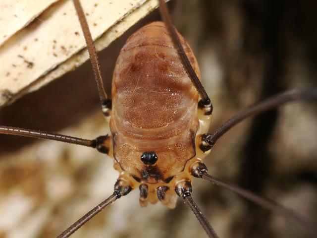 Leiobunum rotundum European Harvestman Spider Images