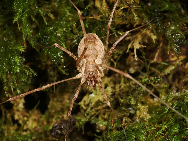 Mitopus morio Harvestman Spider Images