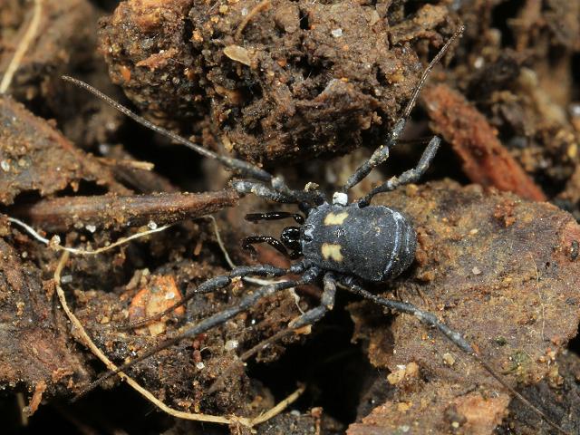 Nemastoma bimaculatum Harvestman Spider Images