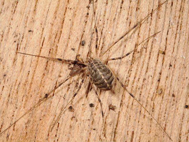 Opilio saxatilis Harvestman Spider Images