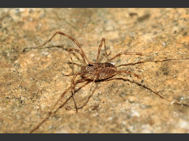Platybunus triangularis Harvestman Spider Images