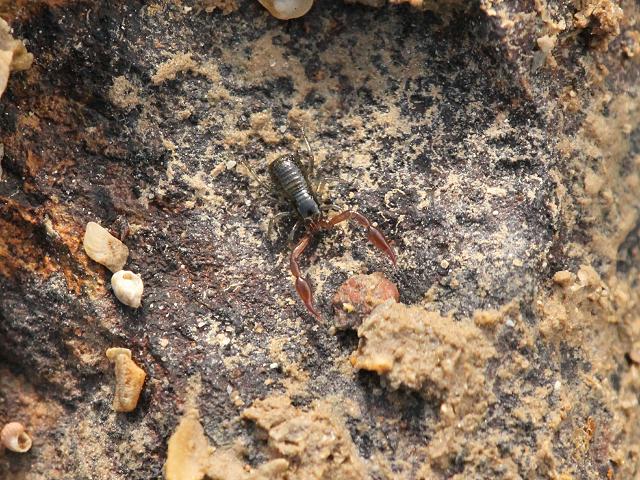 Neobisium maritimum Pseudoscorpion Images