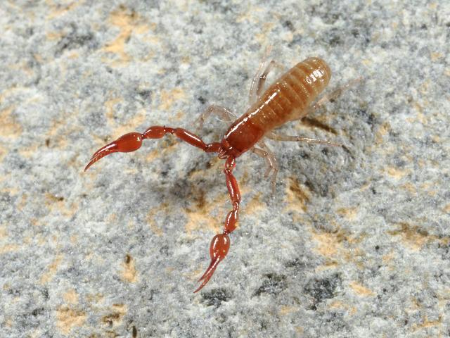 Roncus lubricus Pseudoscorpion Images