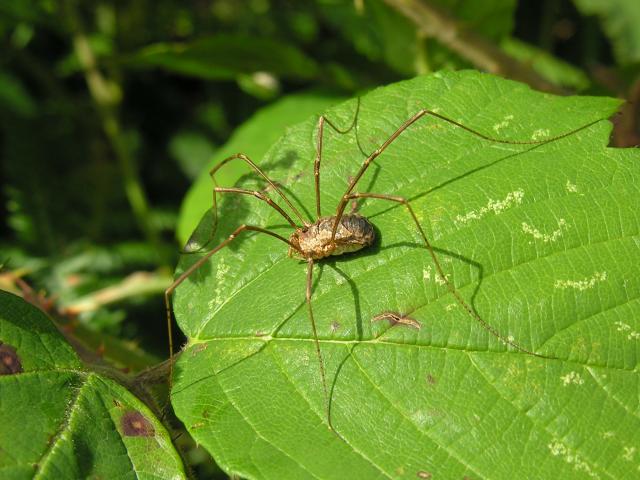 Photographic Stock Image Library Page for Spiders Arachnids in Need of Identification Spider Images