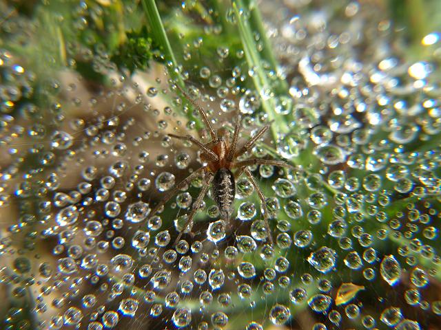 Agelena labyrinthica Labyrinth Spider Images