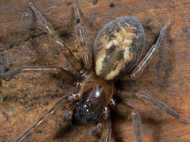 Amaurobius fenestralis Lace webbed Spider Window weaver Arachnida Arachnid Images