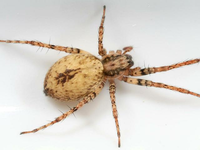 Anyphaena accentuata Buzzing spider Images