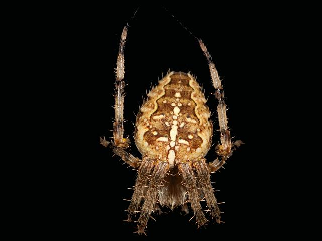 Araneus diadematus Garden Spider Spider Images