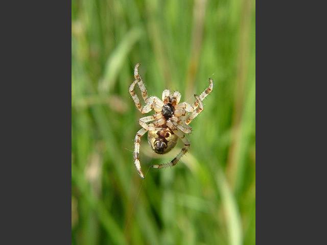 Araneus quadratus Four Spotted Orb Weaver Spider Images