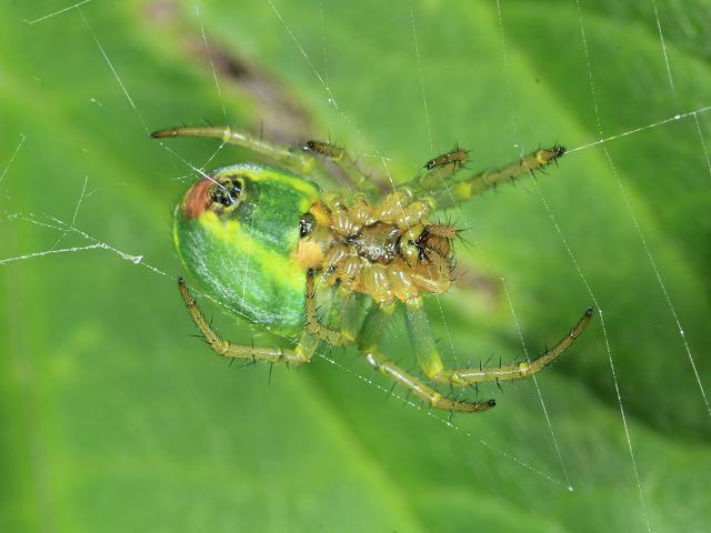 Araniella curcurbitina Cucumber or Green Orb weaver Spider Arachnida Images