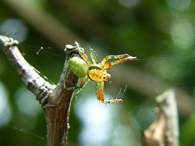Araniella opisthographa Orb Spider Arachnida Images