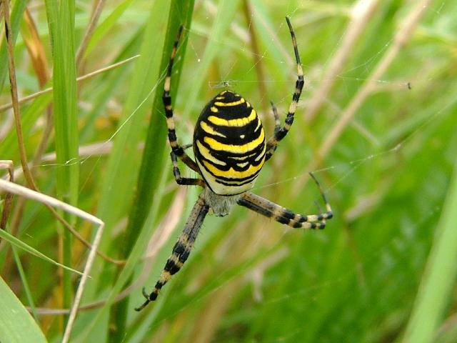 Argiope bruennichi Wasp Spider Spider Images