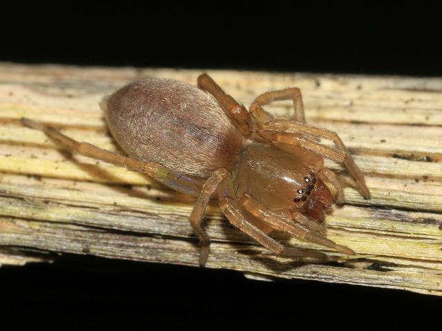 Clubiona species Spider Images