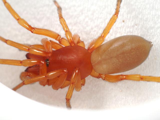 Dysdera crocata Woodlouse or Baked Bean Spider Images