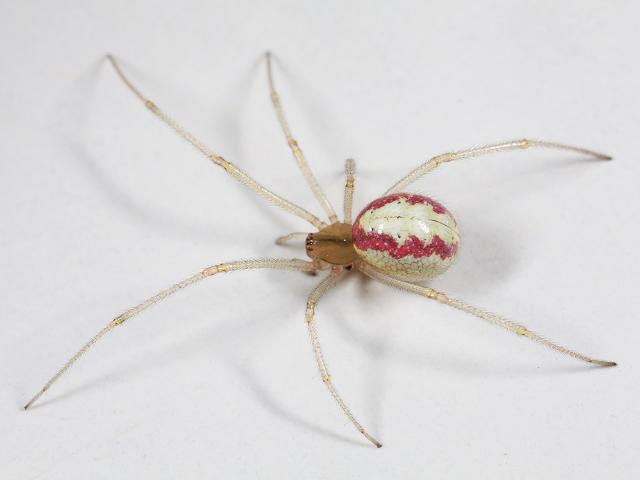 Enoplognatha ovata Candy stripe or Comb footed Spider Arachnida Images