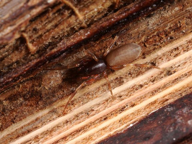 Harpactea hombergi Spider Images