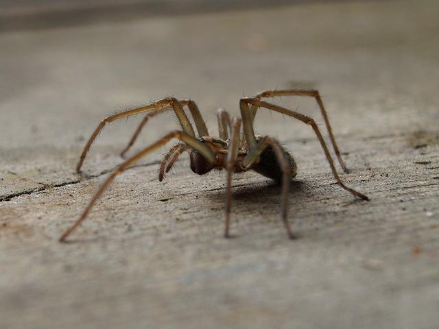 Tegenaria domestica House Spider Spider Images