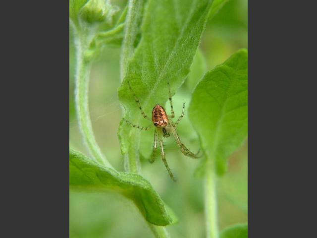 A Tetragnathid Spider Spider Images