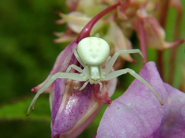 Misumena vatia Crab Spider Spider Images