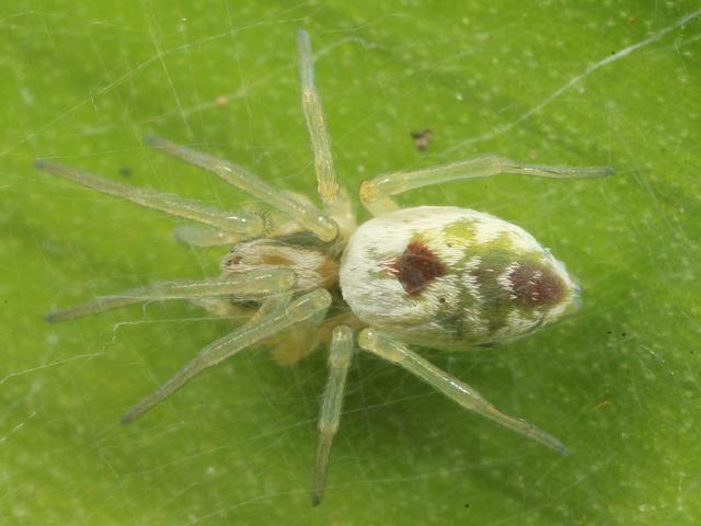 Nigma puella Spider Images