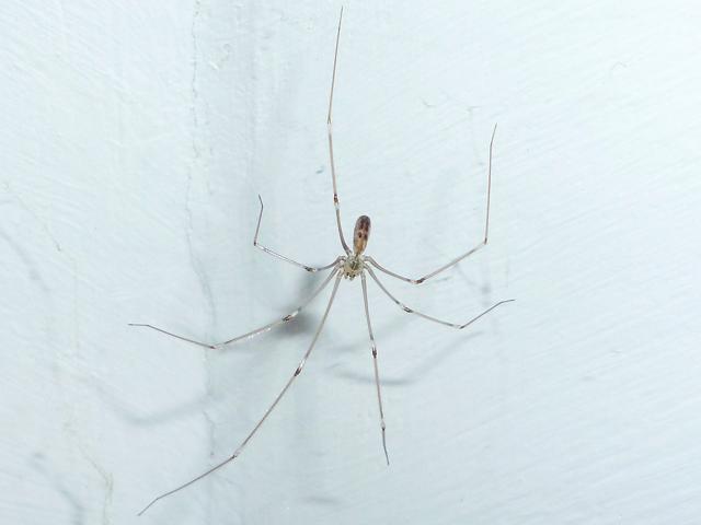 Pholcus phalangioides Daddy long legs Cobweb Spider Arachnid Images
