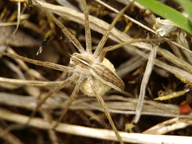 Pisaura mirabilis Nursery Web Spider Spider Images