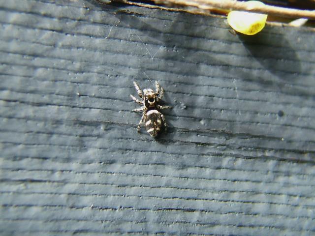 Salticus scenicus Zebra Spider Images