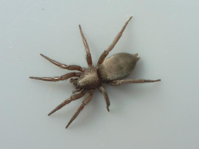 Scotophaeus blackwalli Mouse Spider Arachnida Images