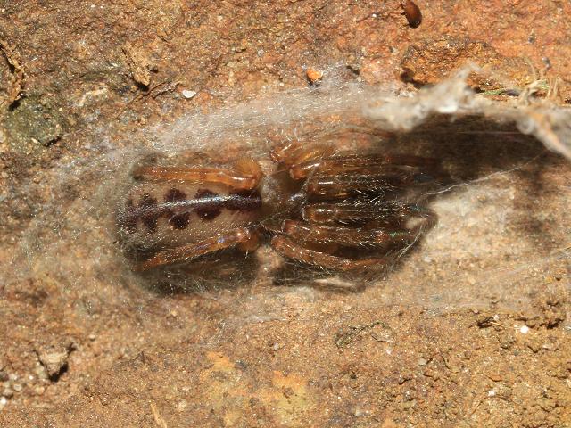 Segestria senoculata Snakes Back Spider Images