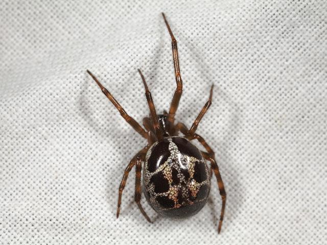 Steatoda nobilis Noble False Widow Spider Arachnida Images