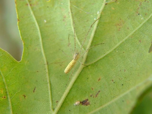 Tetragnatha species Stretch Spider Images