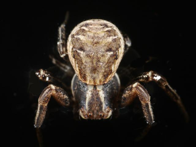 Zygiella x-notata Silver sided sector spider Images