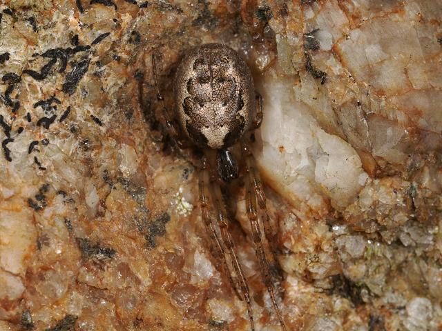 Zygiella x-notata Silver sided Sector Spider Images