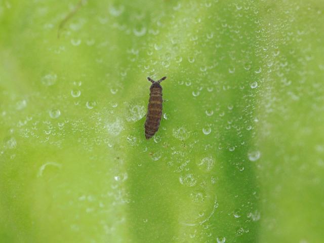 Springtail family Hypogastruridae Collembola Images