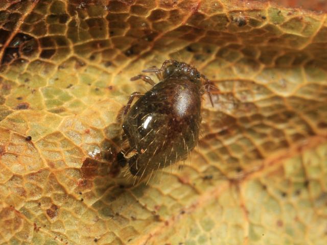 Allacma fusca Globular or Garden Springtail Collembola Images