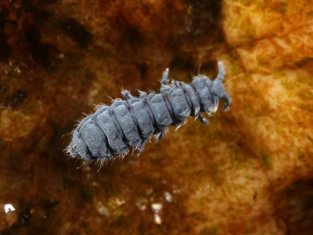 Anurida maritima Shore Sea Springtail Collembola Images