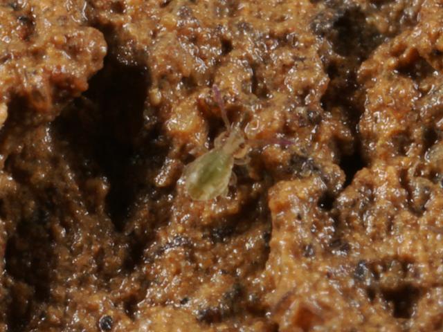 Calvatomina nr superba Globular or Garden Springtail Collembola Images