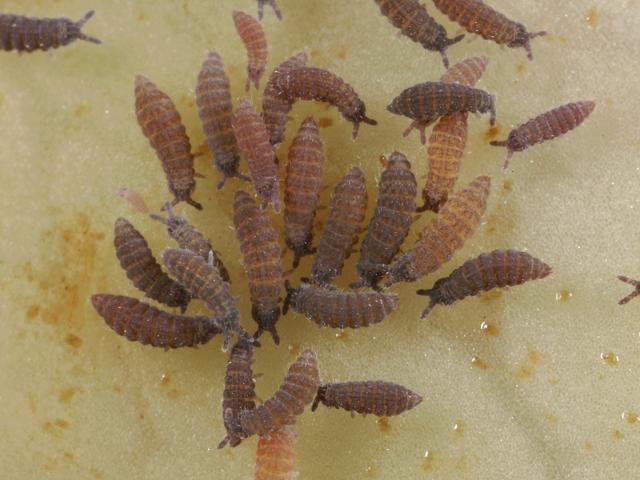Ceratophysella species Hypogastrurid Springtail Collembola Images