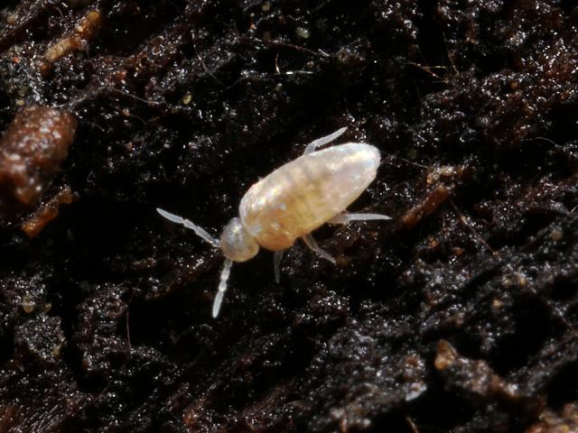 Cyphoderus albinus Springtail Collembola Images