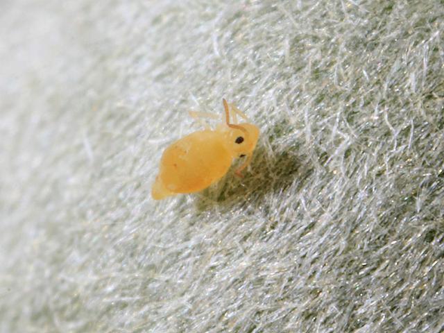 Deuterosminthurus pallipes Globular Springtail Collembola Images
