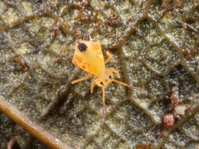 Dicyrtomina minuta Globular or Garden Springtail Collembola Images