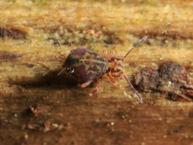 Dicyrtomina ornata Globular or Garden Springtail Collembola Images