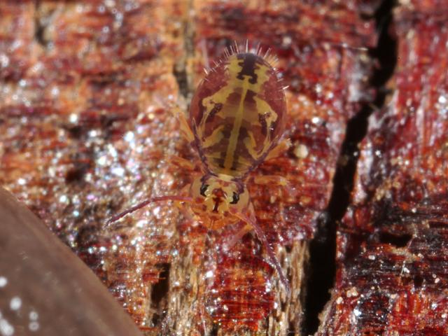 Dicyrtomina saundersi Globular or Garden Springtail Collembola Images