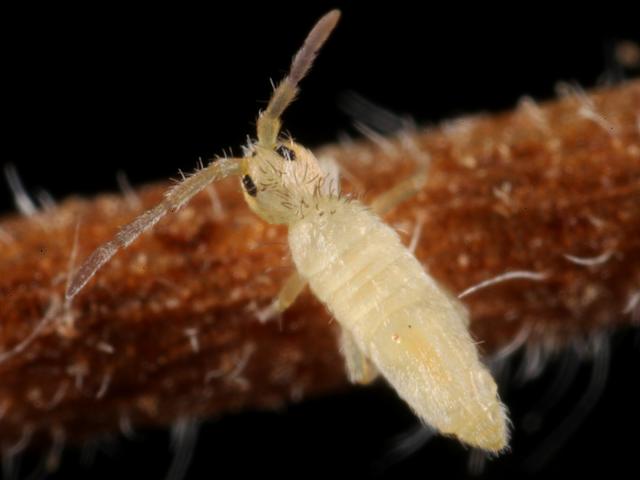 Entomobrya lanuginosa Entomobryid Springtail Collembola Images