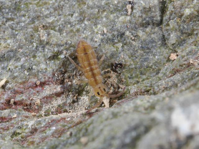 Isotomurus palustris Elongate bodied Springtail Collembola Images