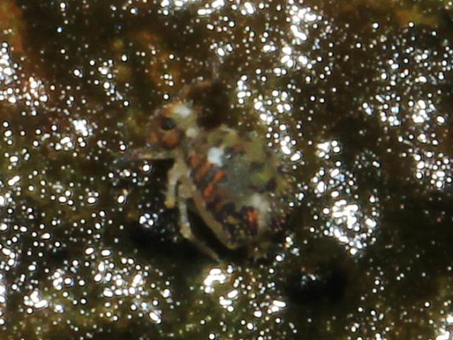Katianna sp3 Katiannid Globular Springtail Collembola Images