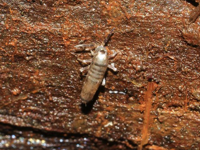 Lepidocyrtus curvicollis Entomobryid Springtail Collembola Images