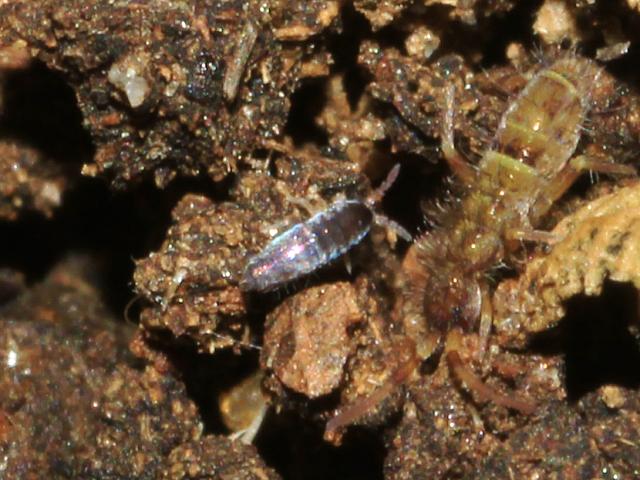 Lepidocyrtus cyaneus Entomobryid Springtail Collembola Images