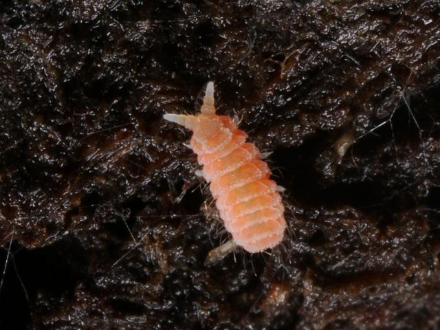 Monobella grassei Neanurid Springtail Collembola Images